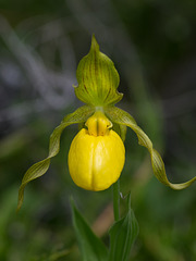 Cypripedium parviflorum var. pubescens (Large Yellow Lady's-Slipper orchid)