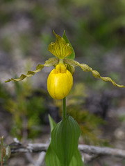 Cypripedium parviflorum var. pubescens (Large Yellow Lady's-Slipper orchid)