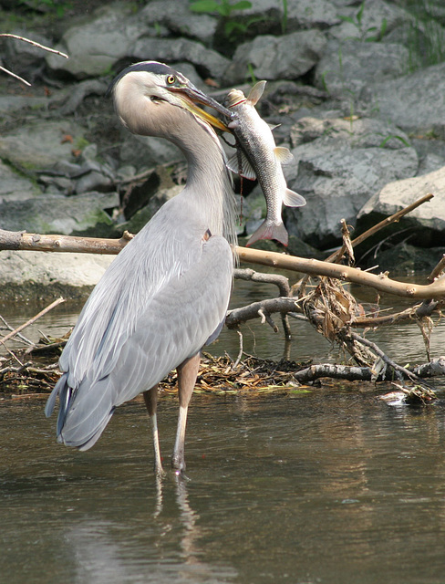 belle prise/good catch