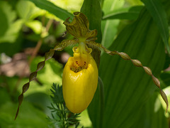 Cypripedium parviflorum var. pubescens (Large Yellow Lady's-Slipper orchid)