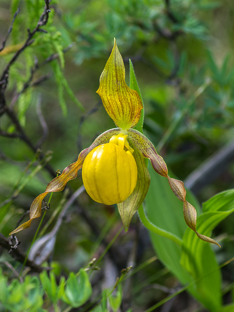 Cypripedium parviflorum var. pubescens (Large Yellow Lady's-Slipper orchid)