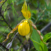 Cypripedium parviflorum var. pubescens (Large Yellow Lady's-Slipper orchid)