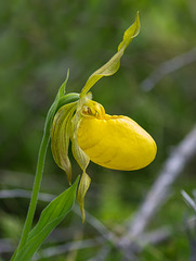 Cypripedium parviflorum var. pubescens (Large Yellow Lady's-Slipper orchid)