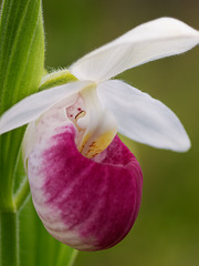 Cypripedium reginae (Showy Lady's-Slipper orchid)