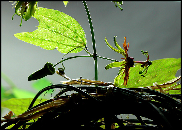 Passiflora