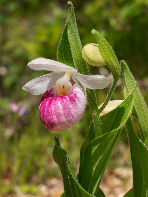 Cypripedium reginae (Showy Lady's-Slipper orchid)