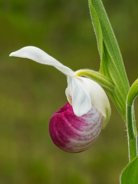 Cypripedium reginae (Showy Lady's-Slipper orchid)