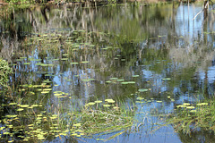 Lily Pond