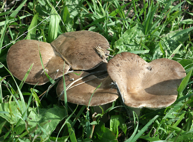 PLEUROTUS eryngii.