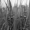 Red clover in the weeds