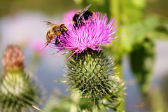 saveur de l'été
