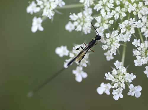 The ichneumon wasp