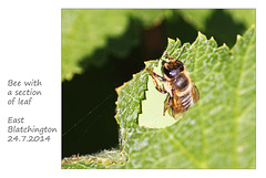 Bee with a bit of leaf - East Blatchington - 24.7.2014