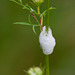 The lair of the froghopper nymph