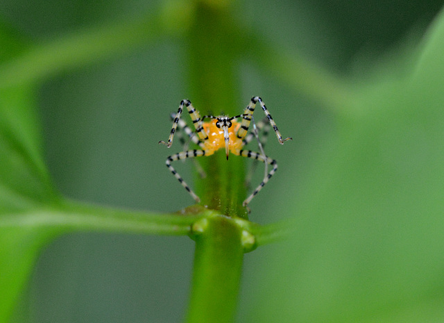 Assassin bug, business end