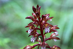 Spotted Coralroot, Red-stemmed Form