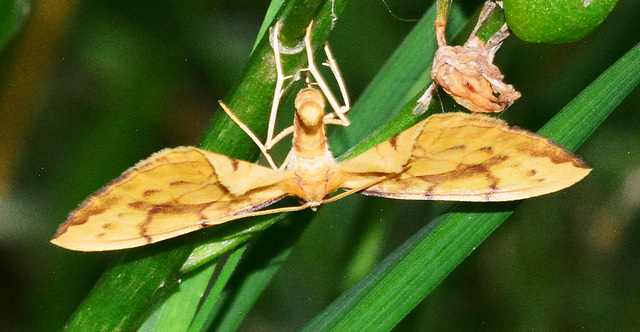 Moth. Barred Straw,Eulithis pyraliata