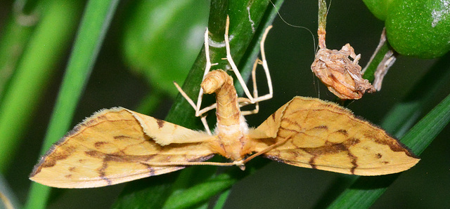 Moth. Barred Straw,Eulithis pyraliata