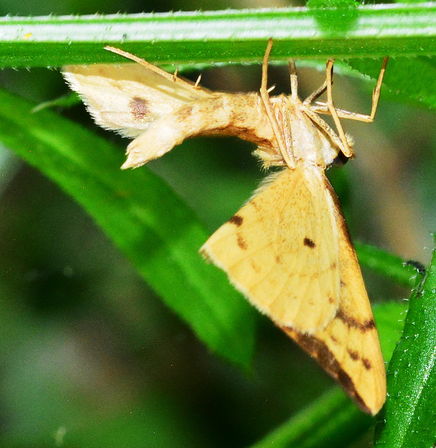 Moth. Barred Straw,Eulithis pyraliata
