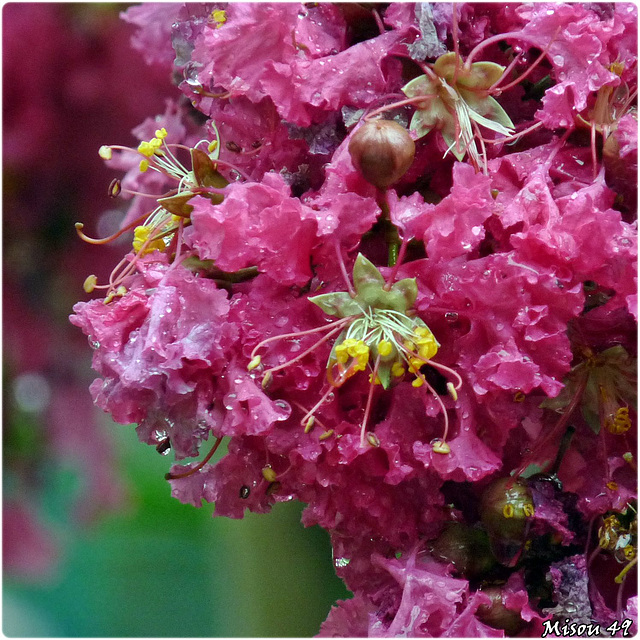 MON JARDIN