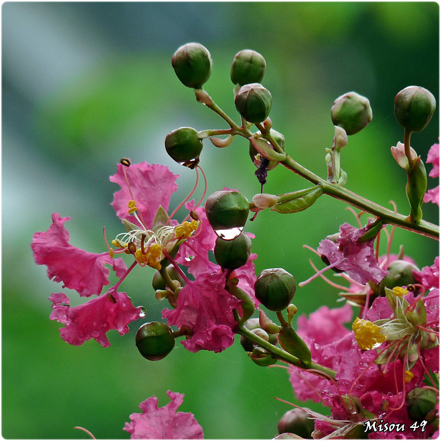 MON JARDIN