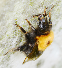 Bee scraping and sucking salt from the rock/marble