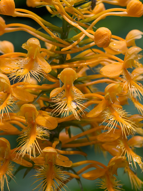 Platanthera ciliaris (Yellow Fringed orchid)