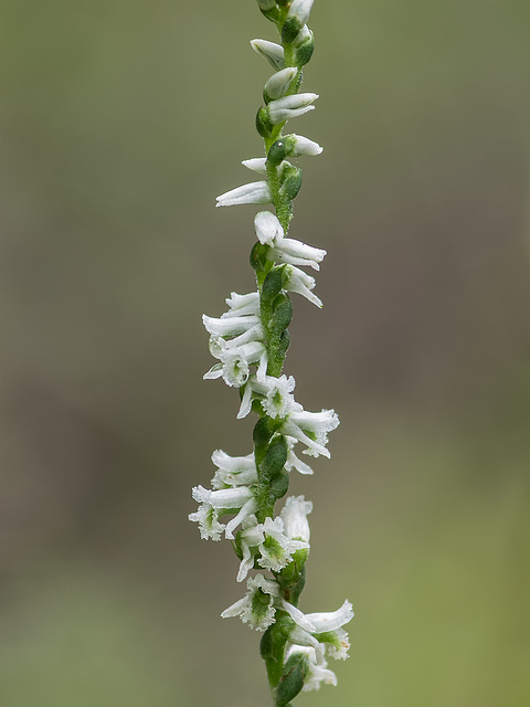 Spiranthes lacera var. gracilis (Southen Slender Ladies'-tresses orchid)