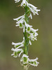 Spiranthes lacera var. gracilis (Southen Slender Ladies'-tresses orchid)