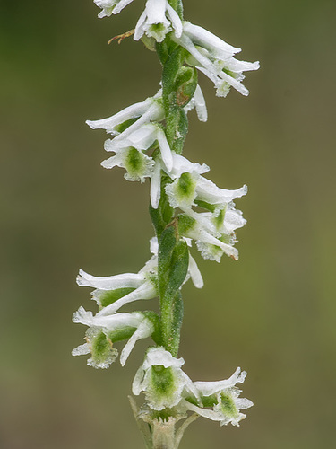Spiranthes lacera var. gracilis (Southen Slender Ladies'-tresses orchid)