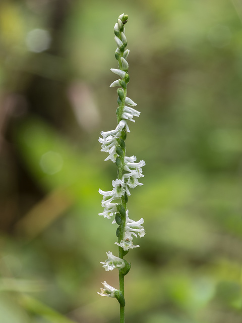 Spiranthes lacera var. gracilis (Southen Slender Ladies'-tresses orchid)