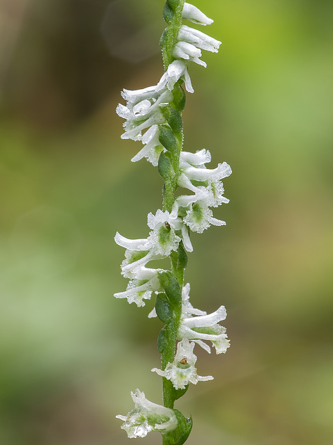 Spiranthes lacera var. gracilis (Southen Slender Ladies'-tresses orchid)