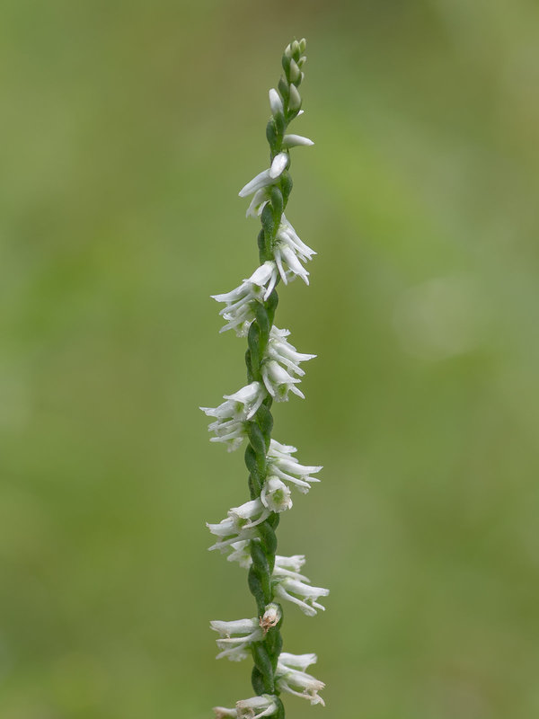 Spiranthes lacera var. gracilis (Southen Slender Ladies'-tresses orchid)