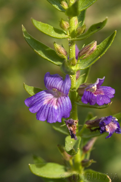 Wildflowers at Mungo