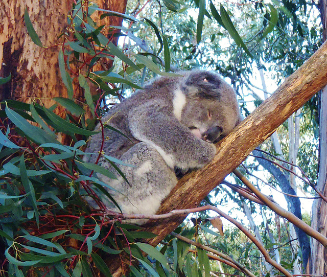 Phillip Island day trip