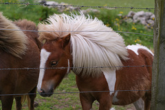 Shetland