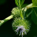 Cocklebur in bloom