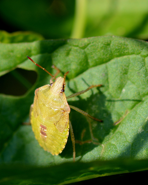 Yellow shield bug