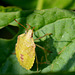 Yellow shield bug