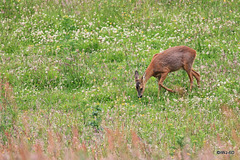 Roe deer doe in the ponies' field.