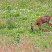 Roe deer doe in the ponies' field.