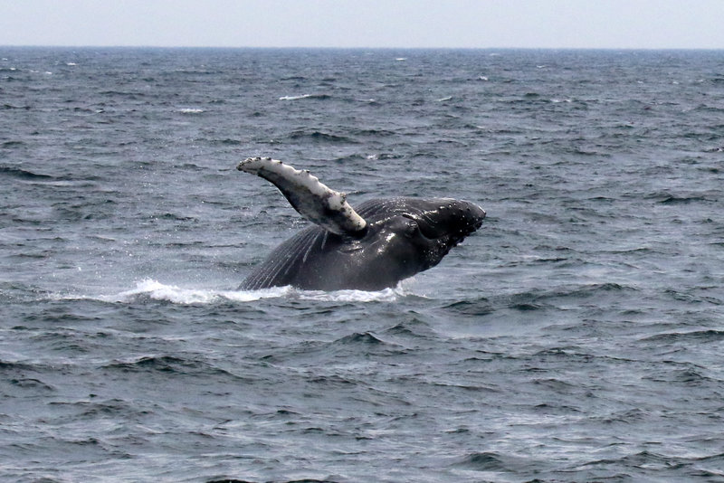 Breaching humpback whale