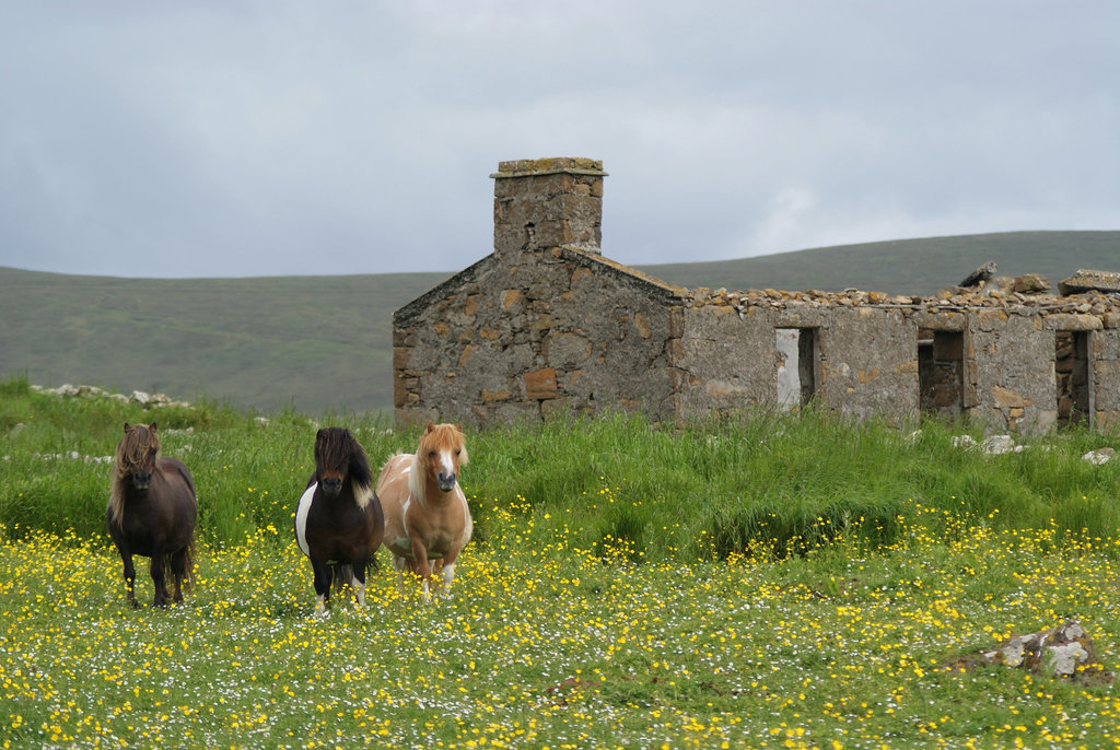 Shetland