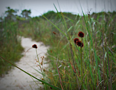 On a trail in Assateague Island