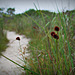 On a trail in Assateague Island