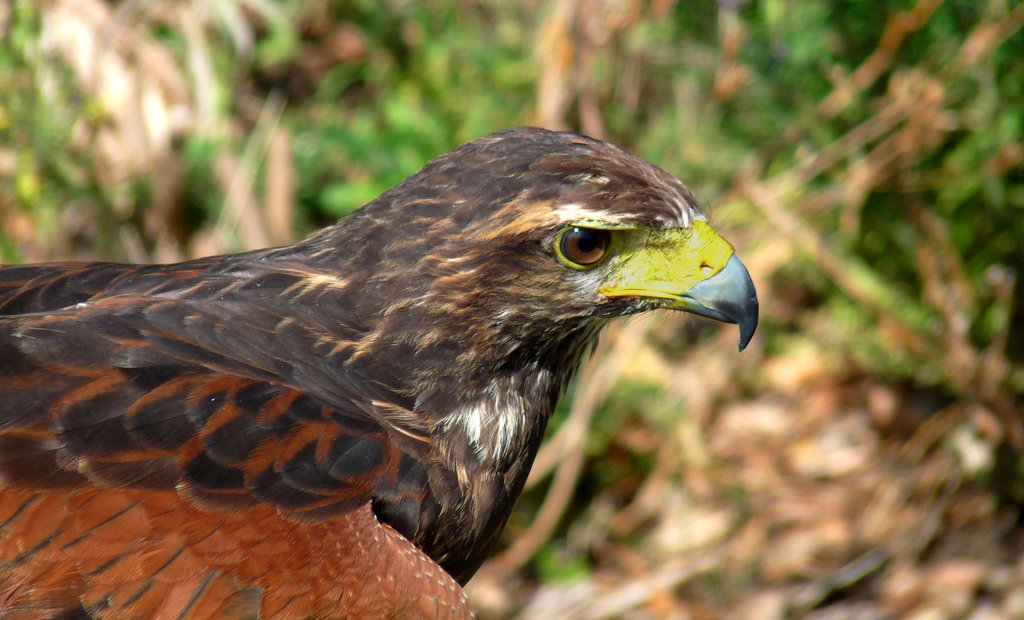 Harris Hawk