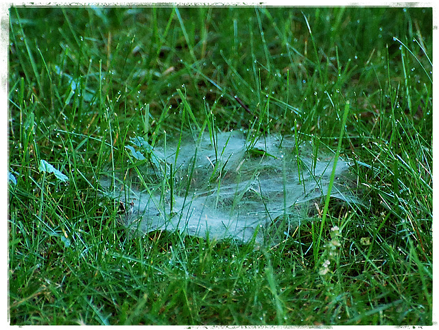 Web  on the grass