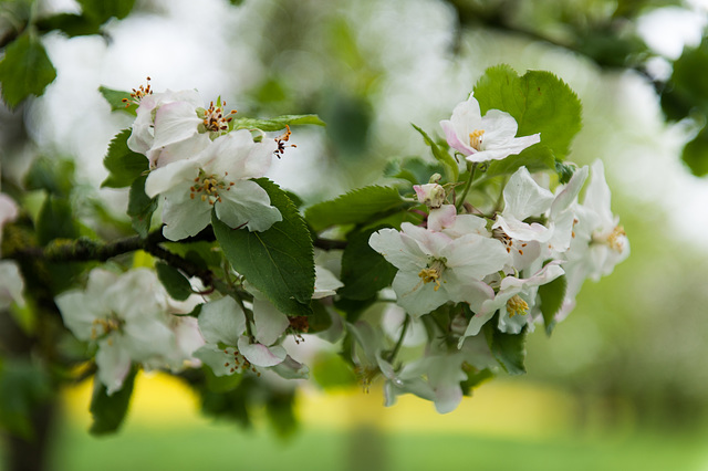 Apfelblüte