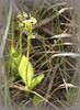 Orchidée rare Liparis loeselii