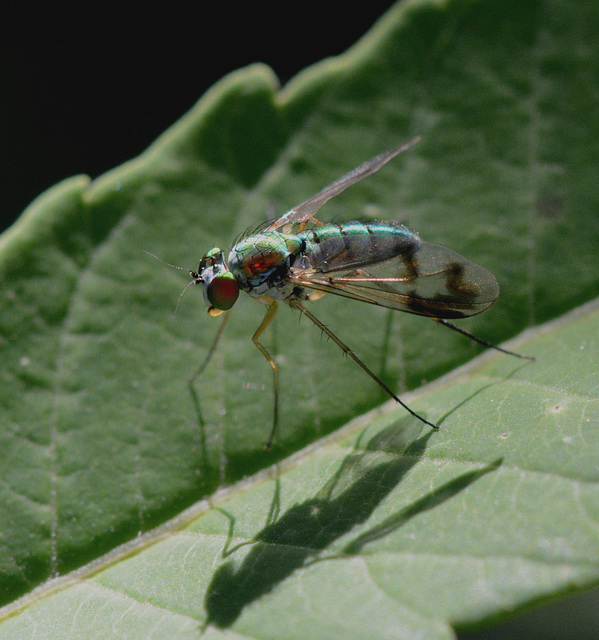 Tonight's fly-of-the-day